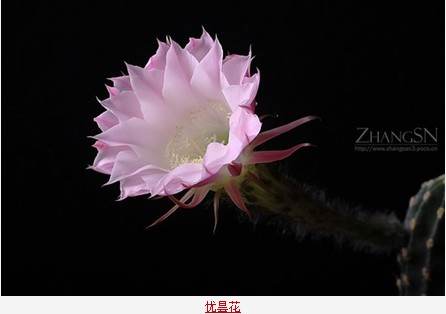 优昙花,三千年开一次的神花,能有起死回生的功效,能让女人容颜不老