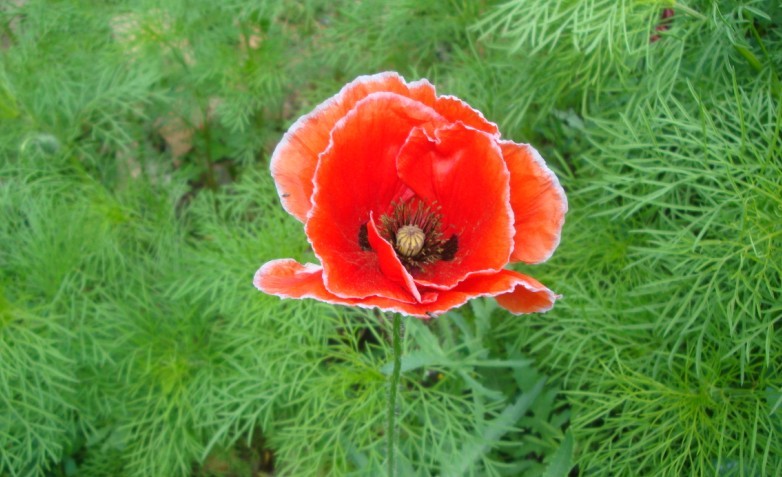 【春秋絮语】花眼看花——大烟花