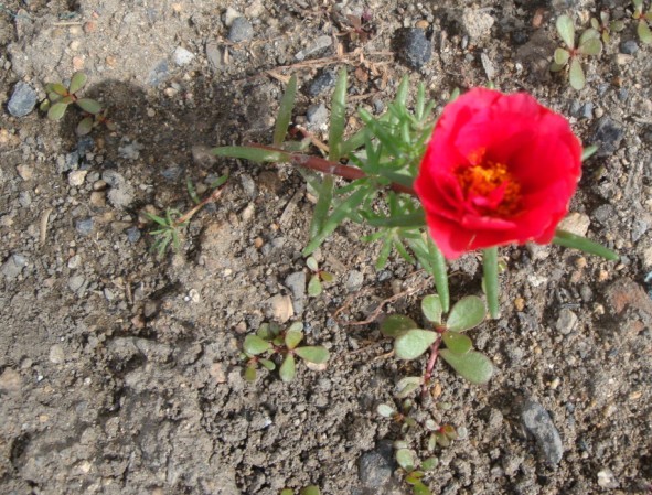 【春秋絮语】花眼看花——蚂蚁菜花