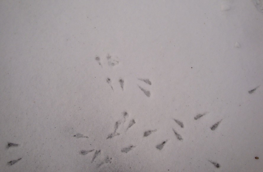 看到它们,我想起了那首儿歌:"雪地上,小狗在画梅花,小鸡在画竹叶