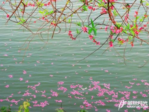 【流年燕语】雨打花残