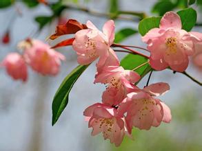 海棠,木本花卉,形似桃花,花瓣殷红,周身片片翠叶.