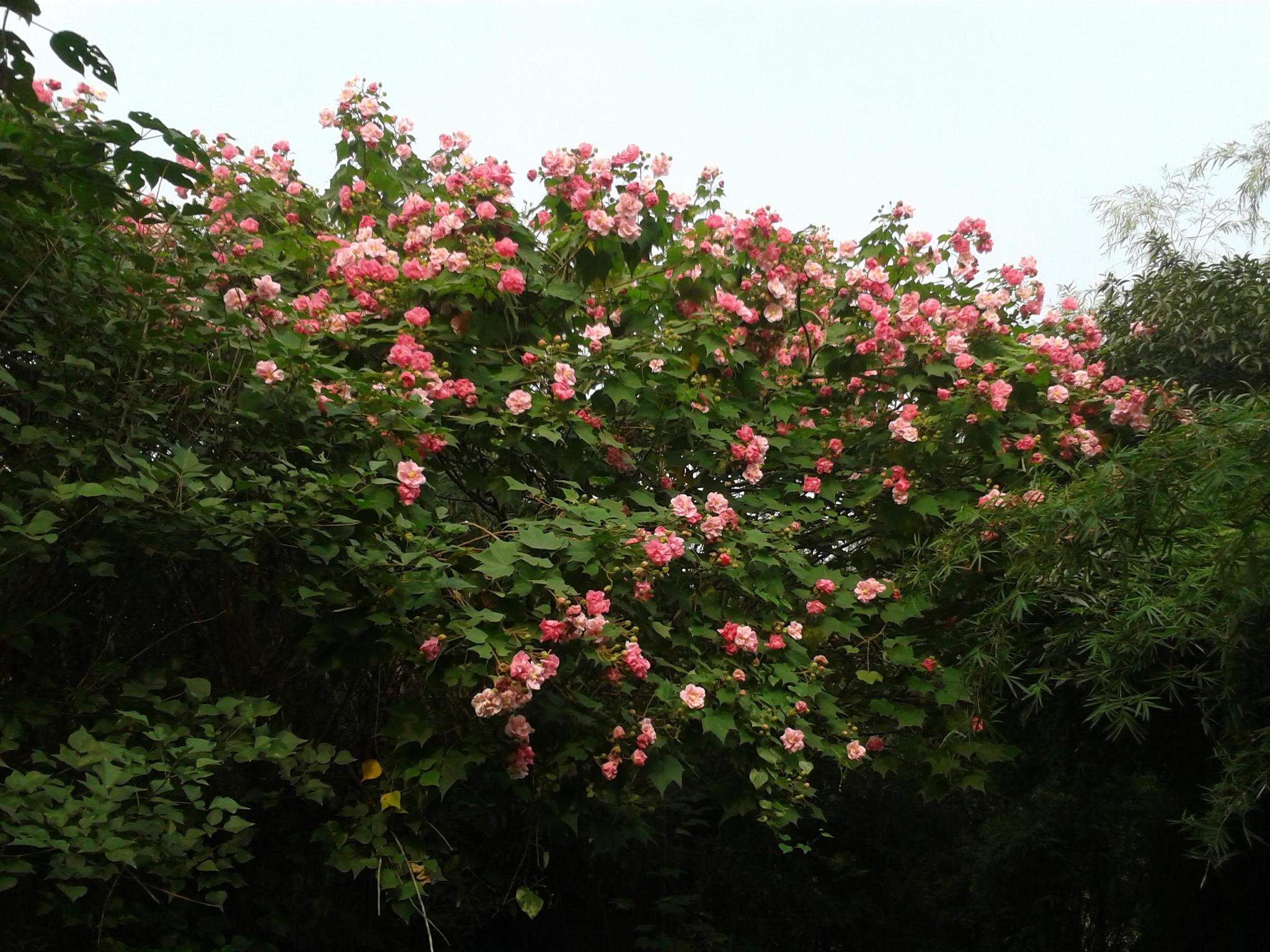 我走在小区附近的公路,路边的芙蓉花让人陶醉.