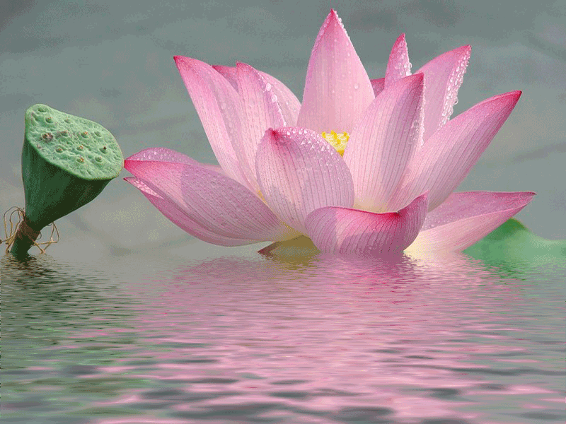 莲花