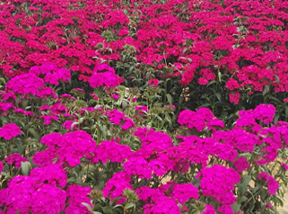 百花洲中赏春色，听花语，携香轻吟度流霞