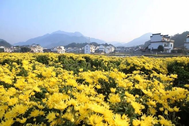 东篱采菊社团